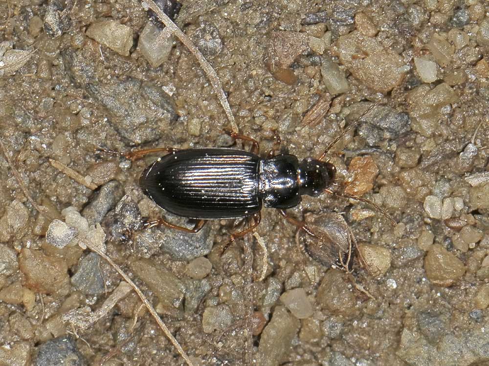 Trichotichnus laevicollis (Carabidae)